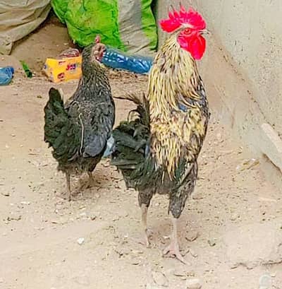 Dasi pair