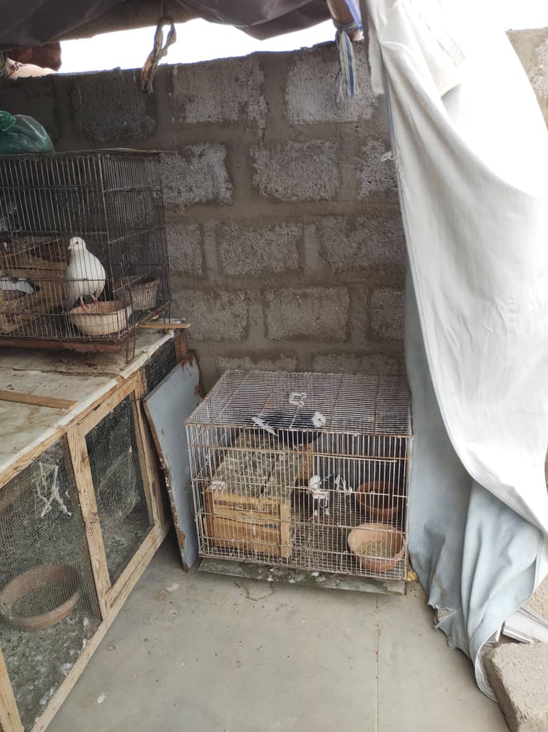 pigeon setup 0