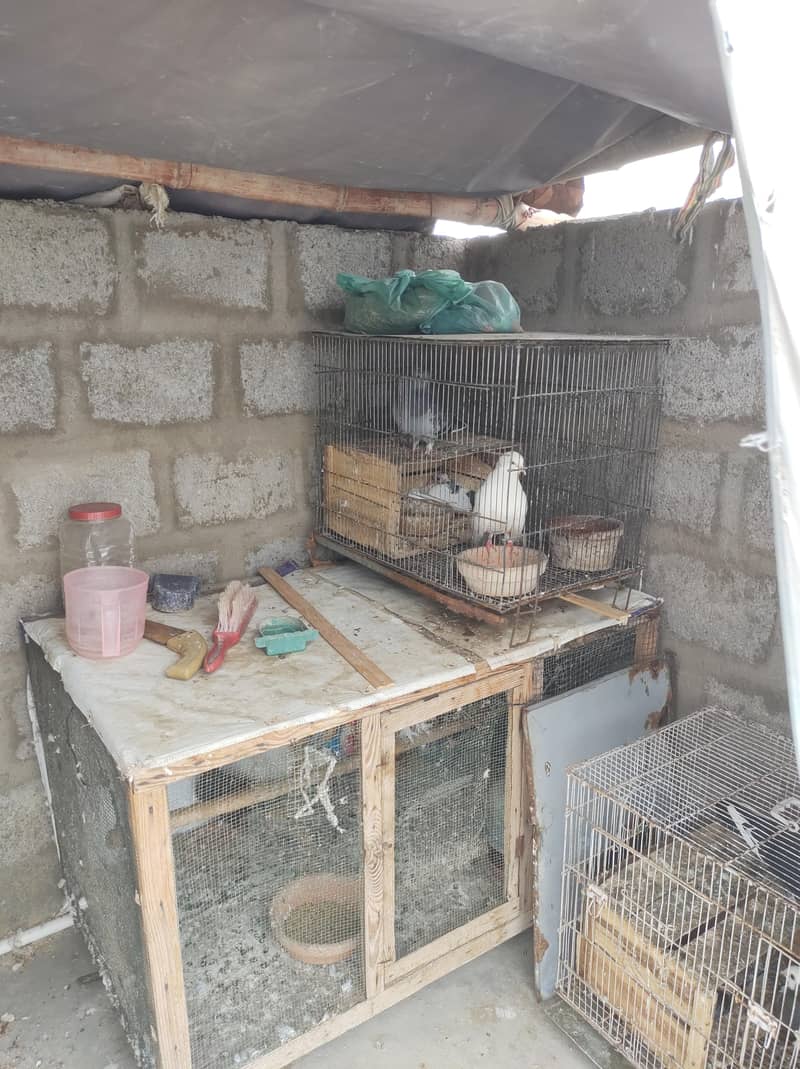 pigeon setup 1