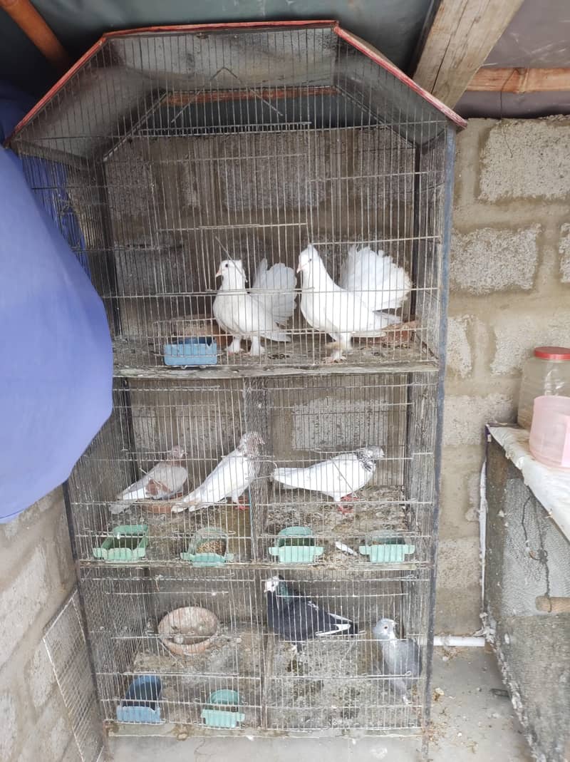 pigeon setup 2