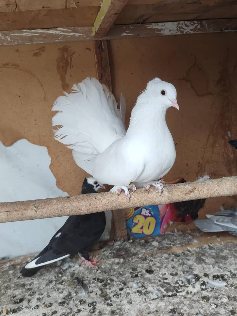 pigeon setup 3