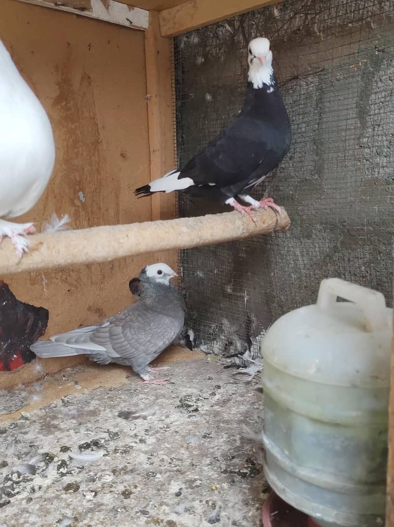 pigeon setup 4