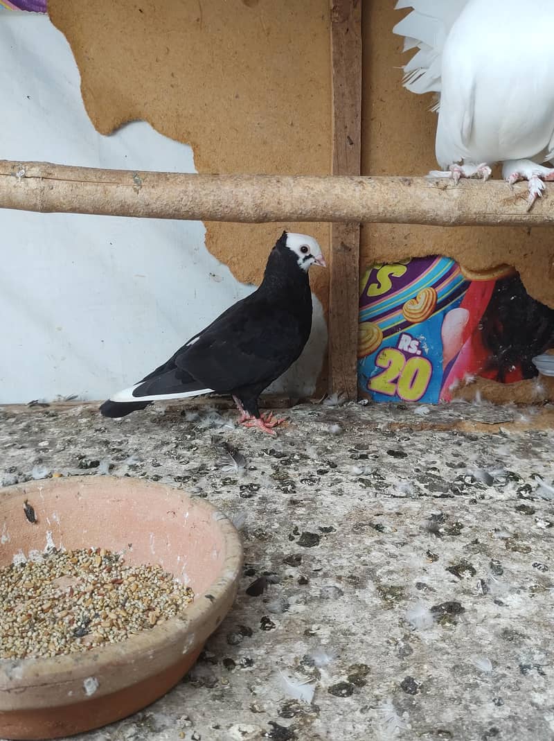 pigeon setup 5