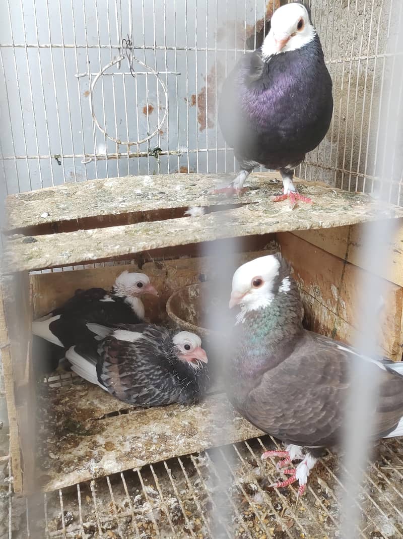 pigeon setup 6