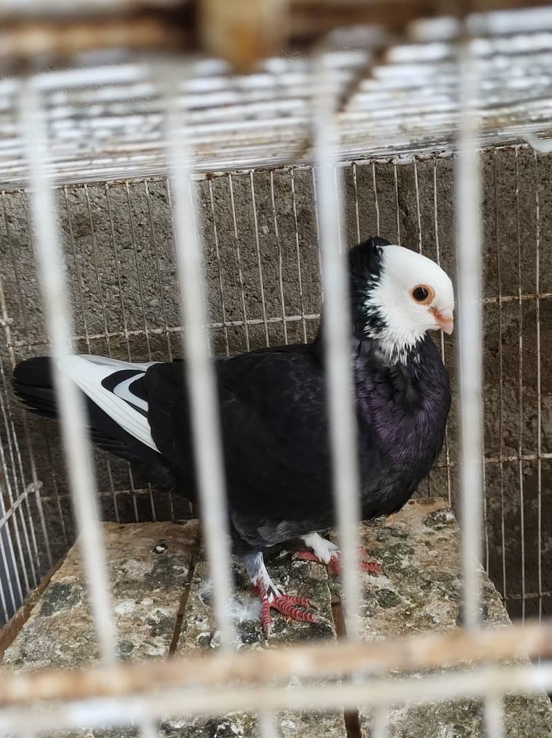 pigeon setup 7