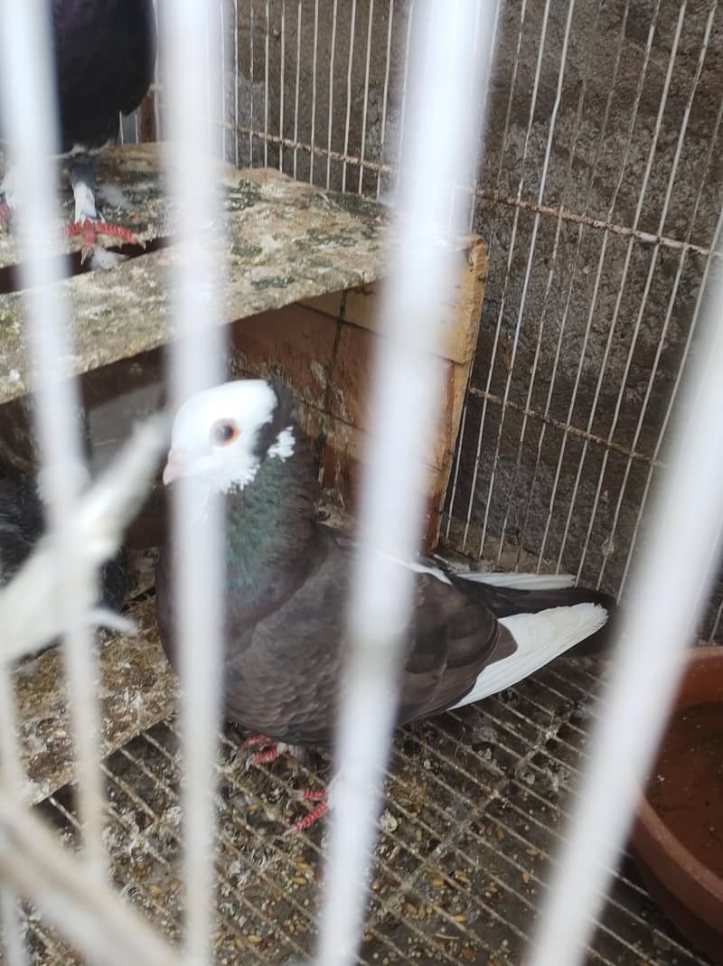 pigeon setup 8