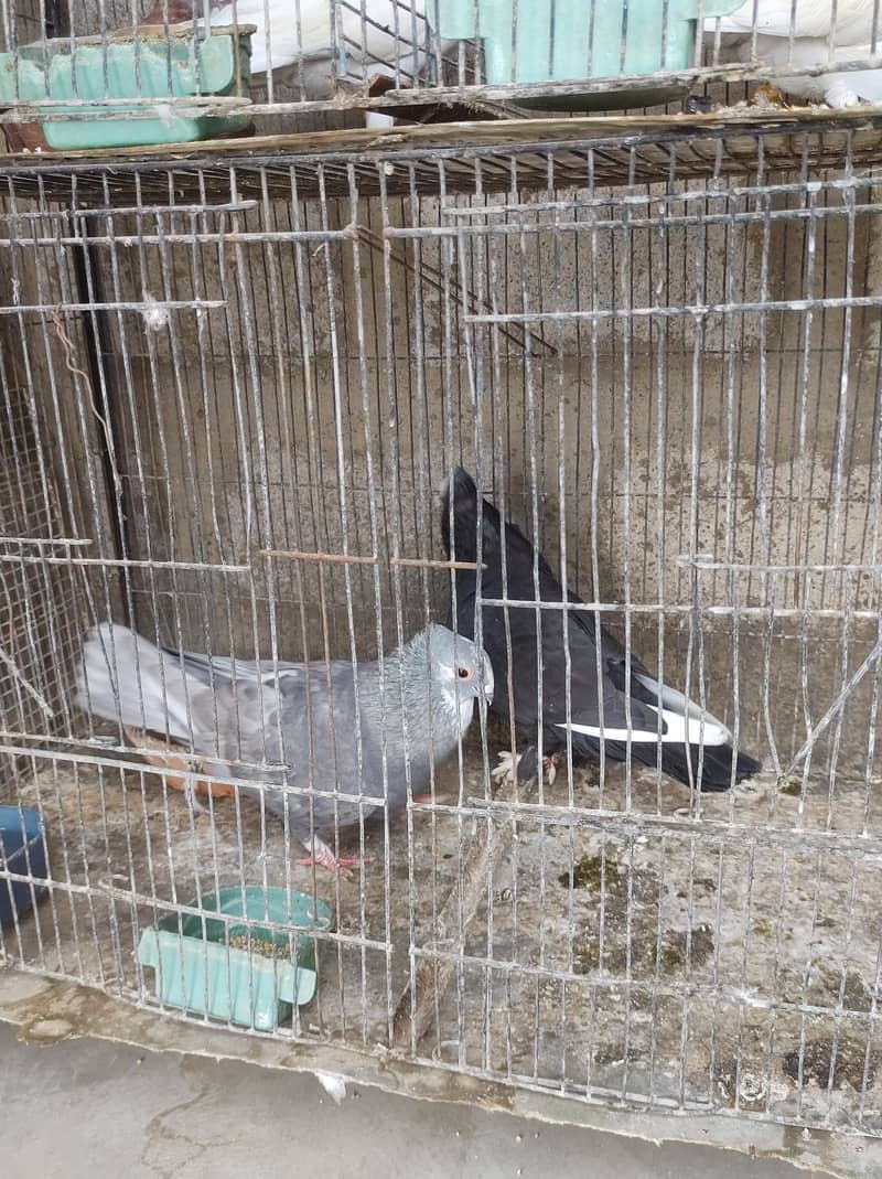 pigeon setup 9