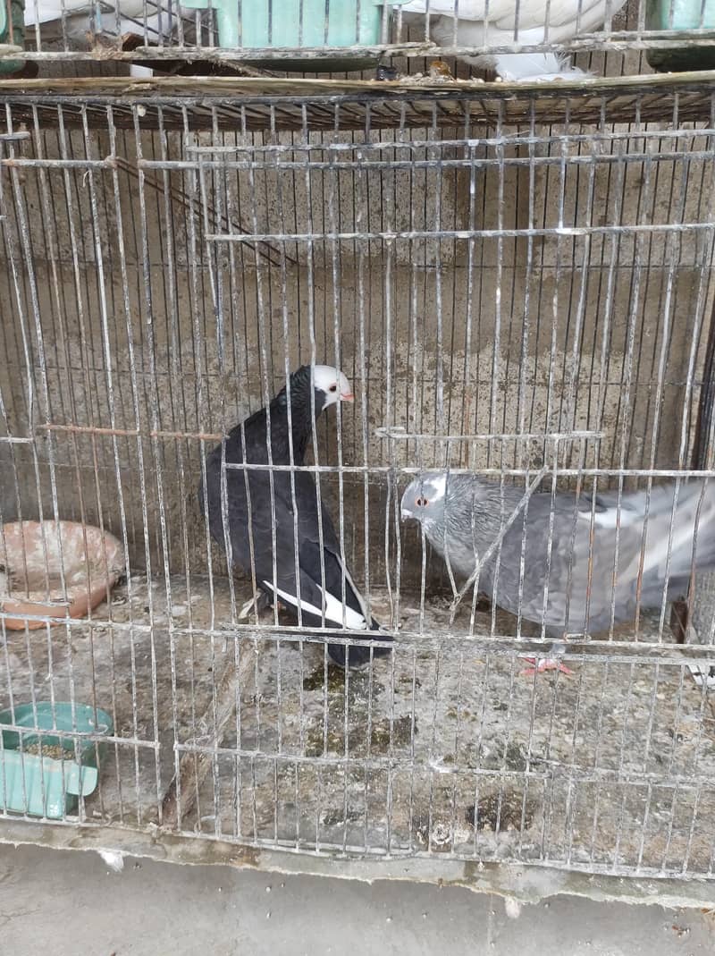 pigeon setup 10
