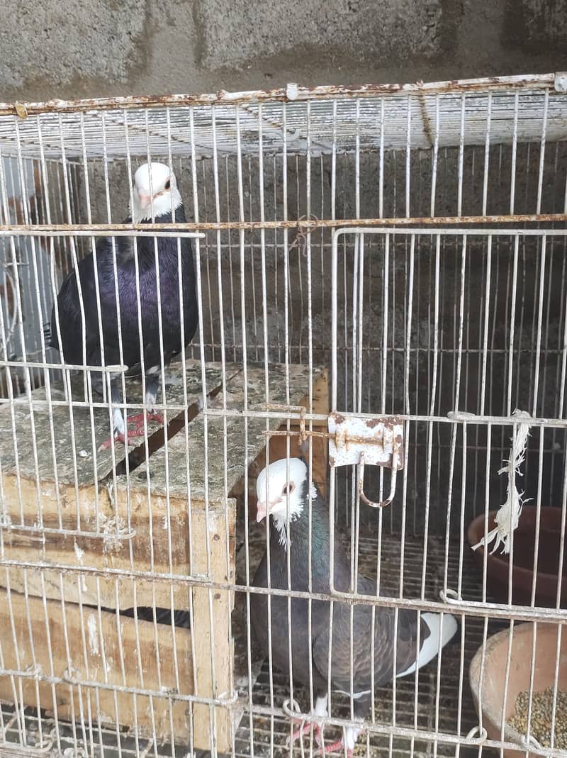pigeon setup 11
