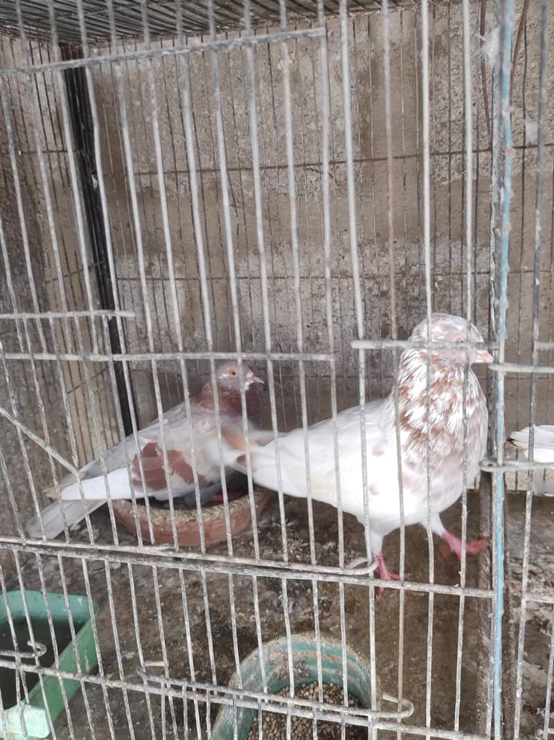 pigeon setup 12