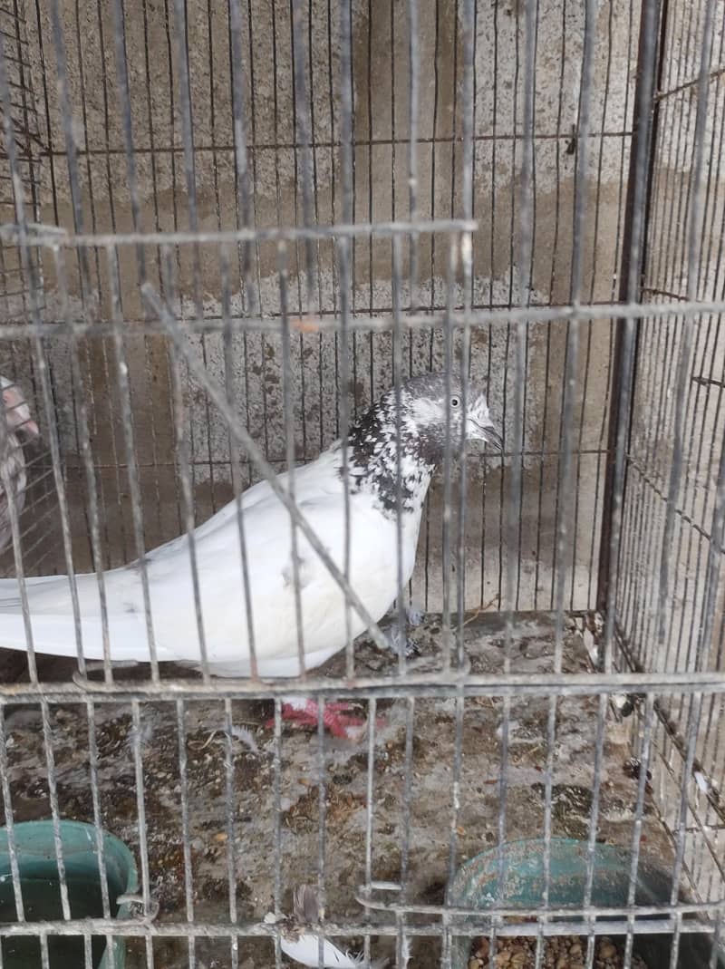 pigeon setup 13