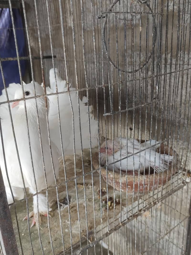 pigeon setup 14