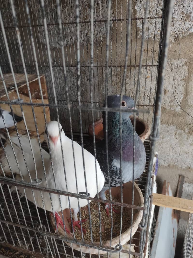 pigeon setup 15
