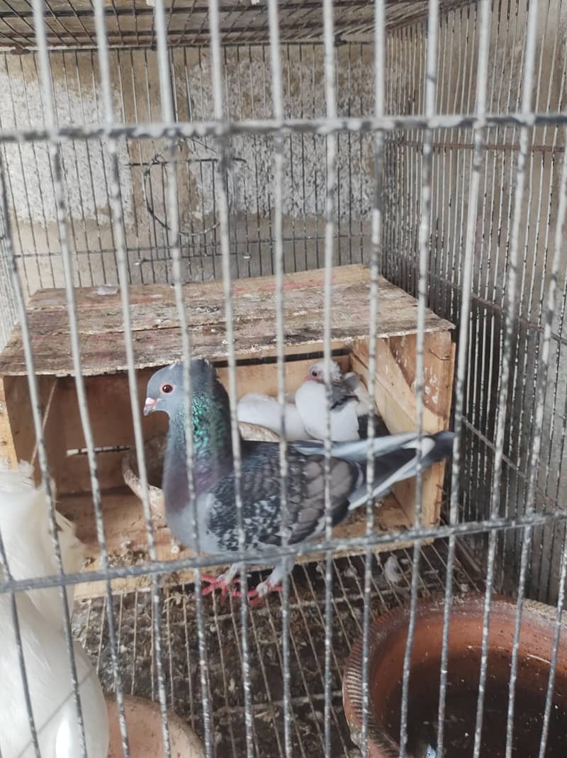pigeon setup 16