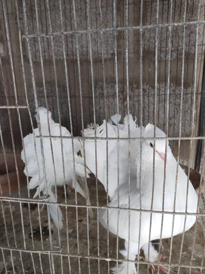 pigeon setup 17
