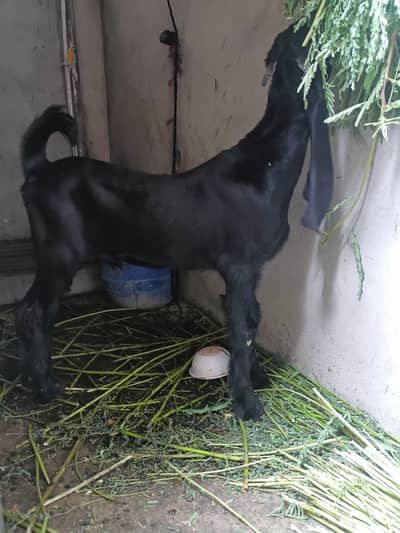 male goat