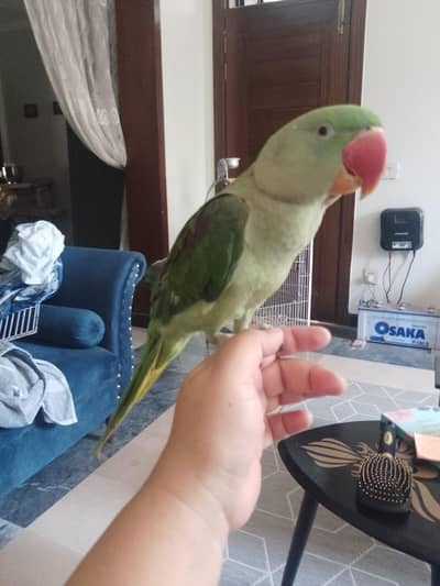 urgent sale, moving out
