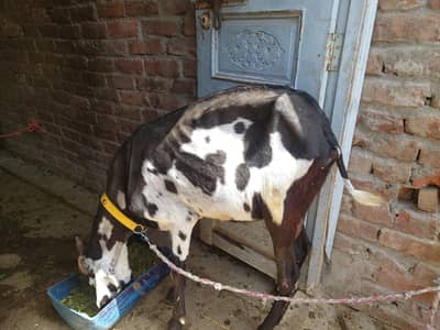 dasi ambertsari goat gaban ki warranty hn 36 37 hight hn 03261625706
