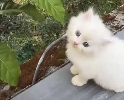 Persian cat for sale my WhatsApp number  03703659905