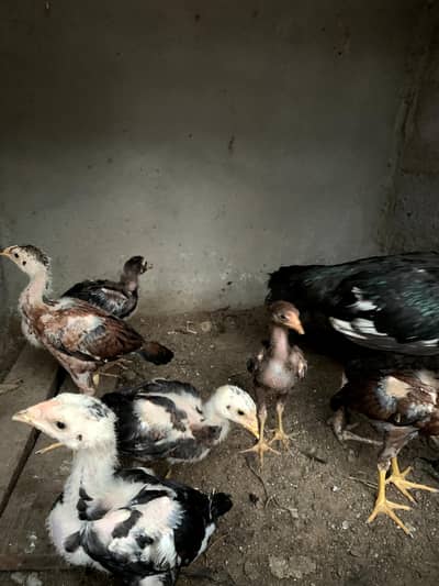Aseel all  chicks for sale location Karachi contact 03123543634