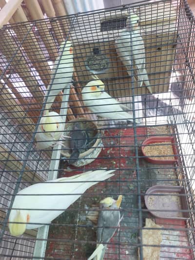 Different Parrots for sale.