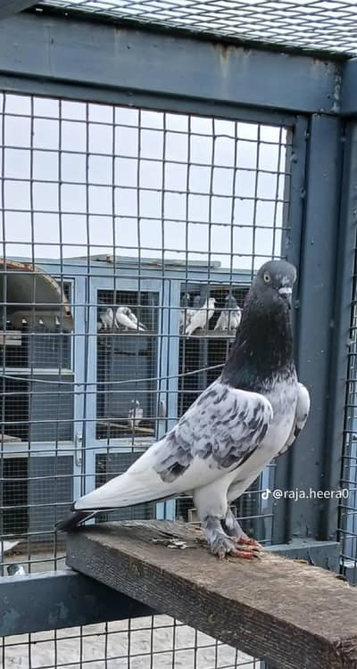 high fly pigeons available