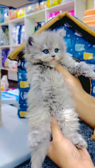 pure Persian cats vaccinated triple coated/WhatsApp 03254583038
