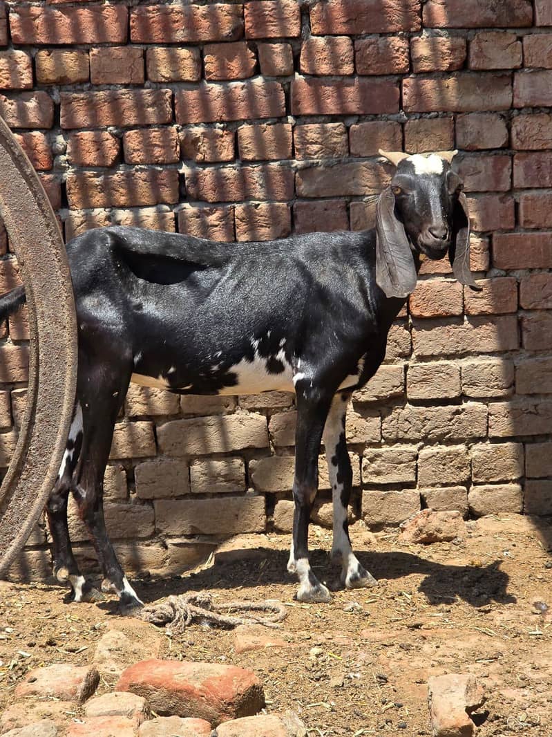 Goats 0