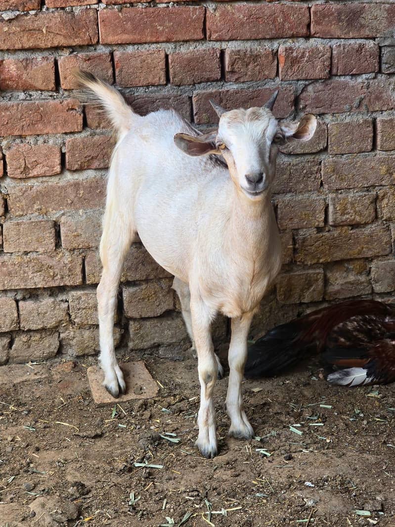 Goats 1