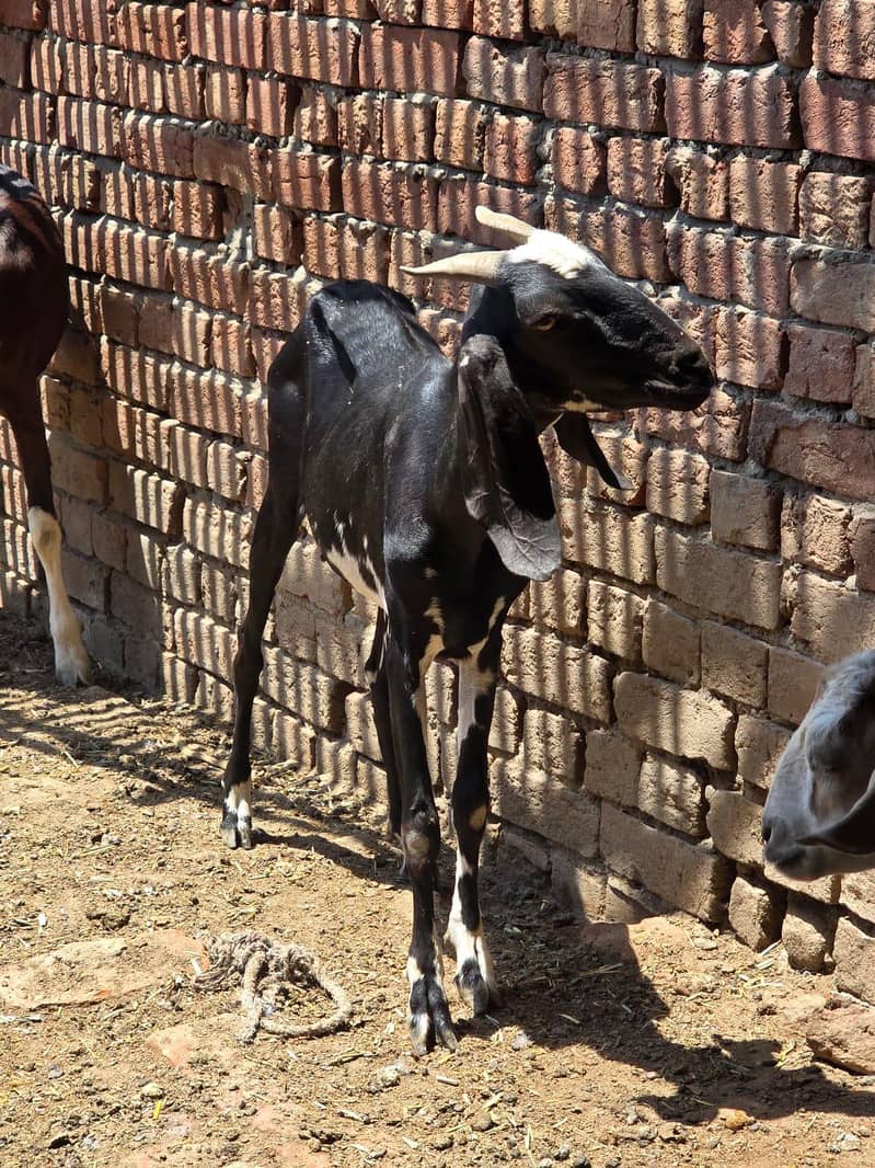 Goats 2