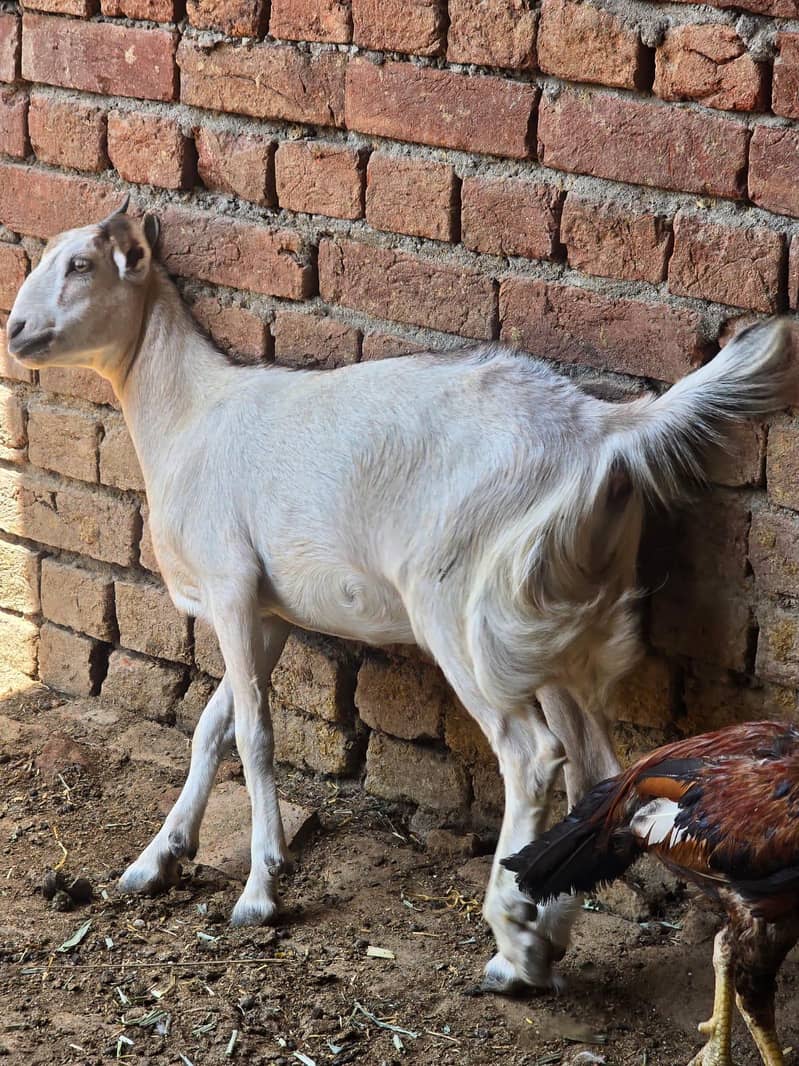 Goats 3
