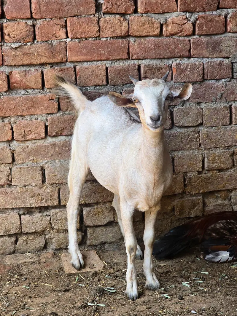 mix goats — photo 5