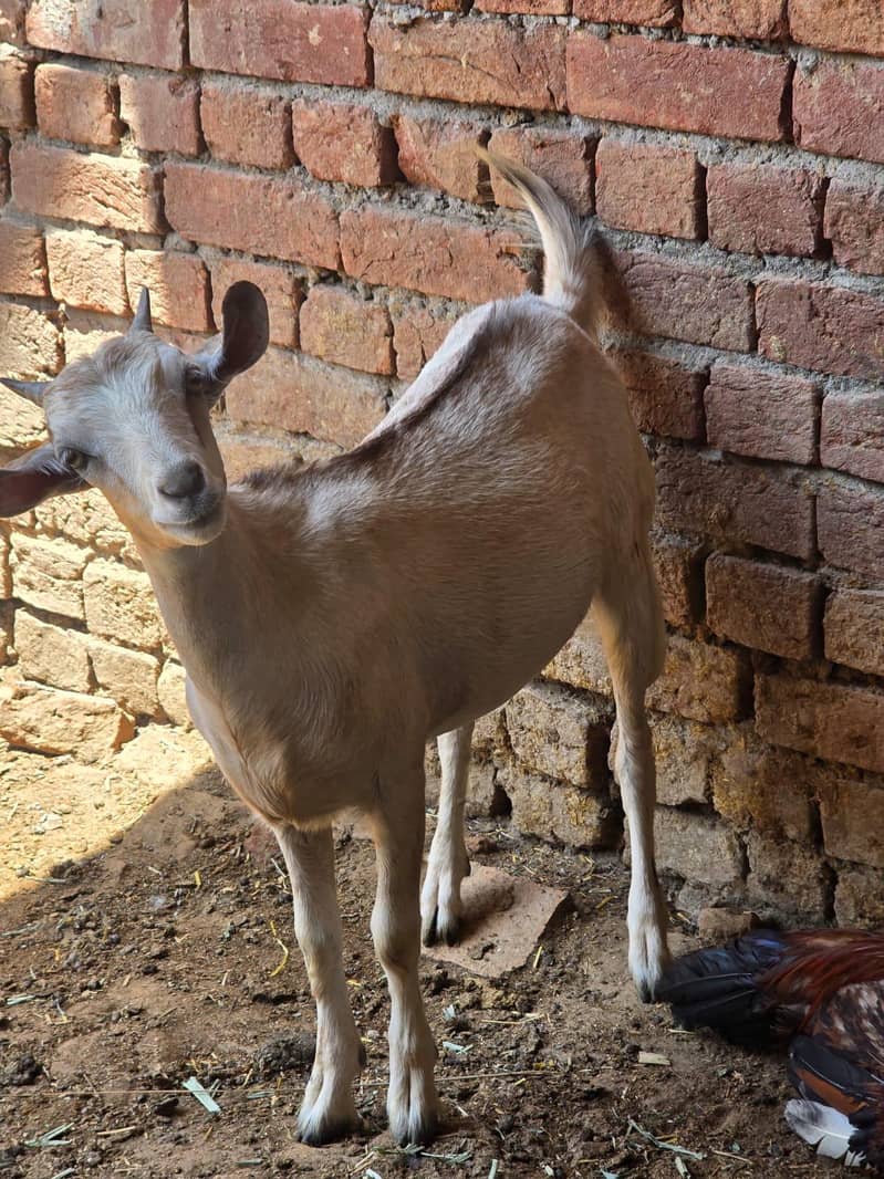 Goats 5
