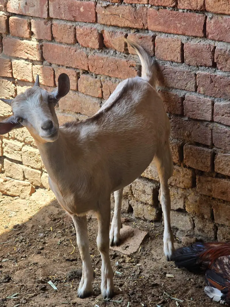 mix goats — photo 6