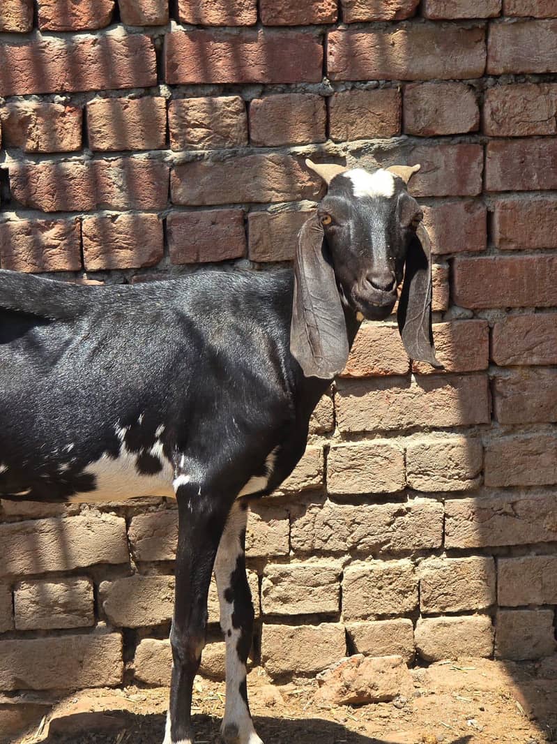 Goats 6