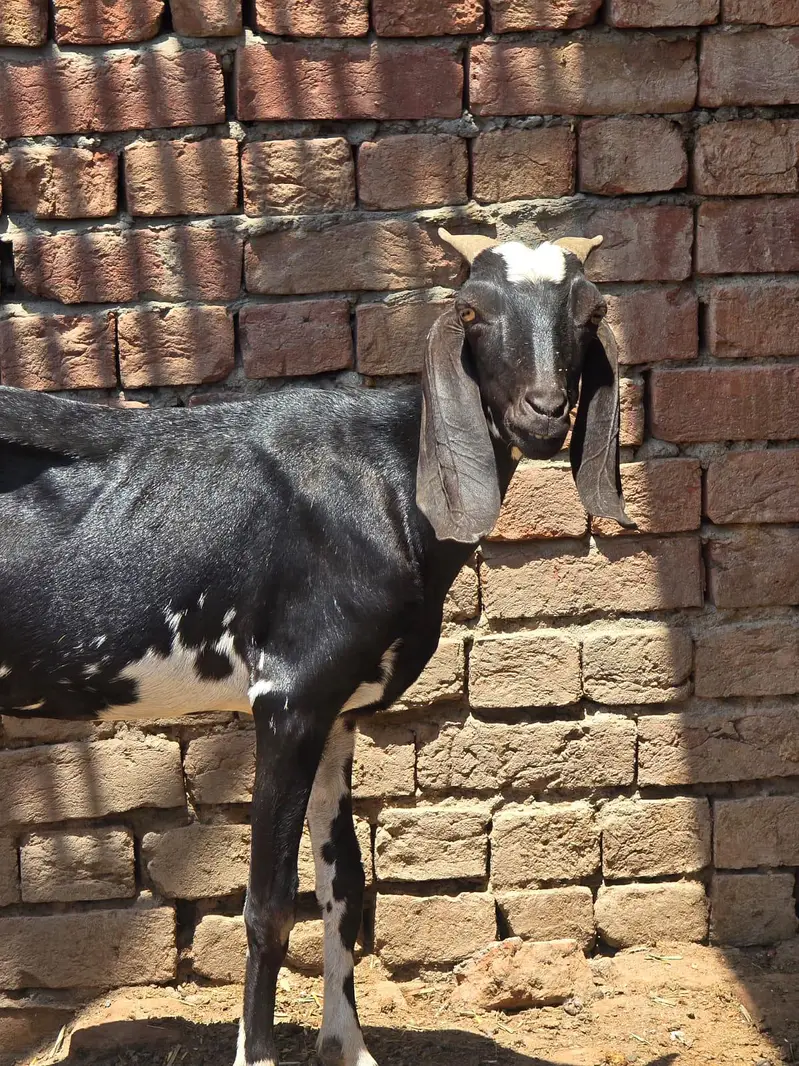 mix goats — photo 7