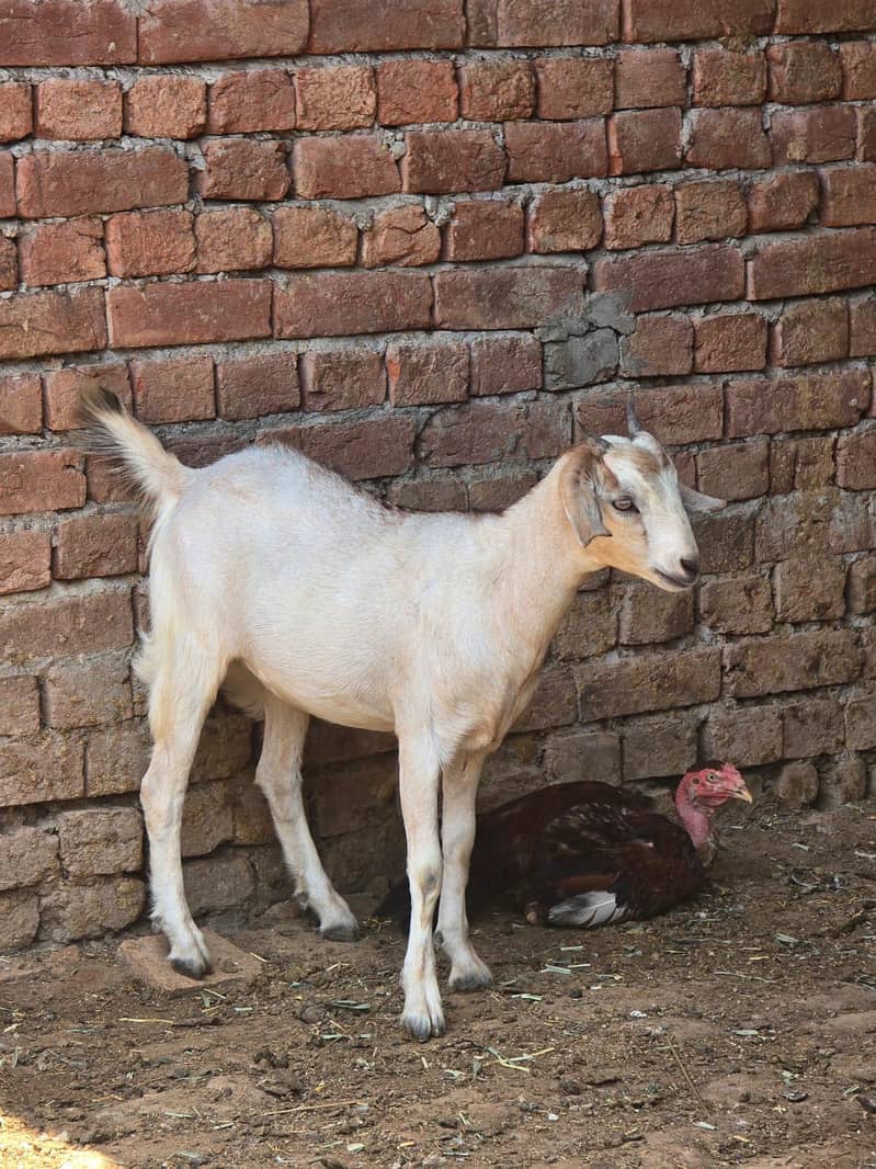 Goats 7