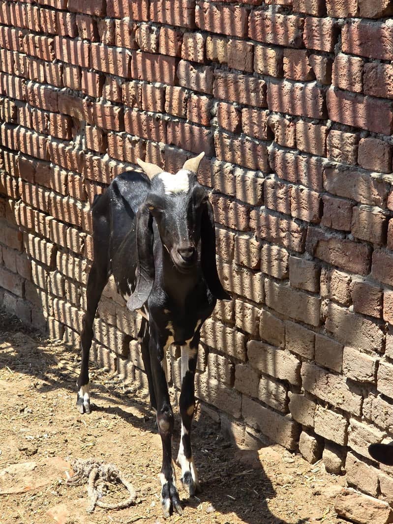 Goats 8