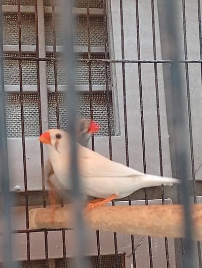 zebra finch for sale 03230436004