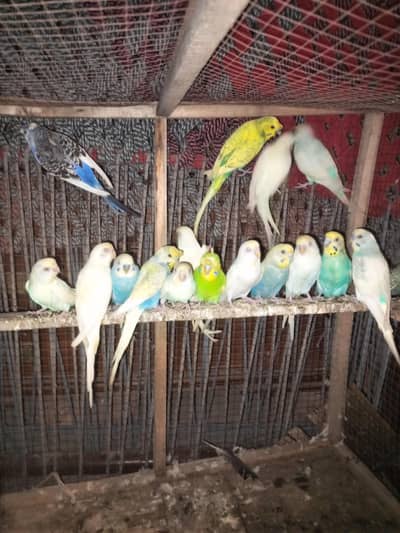 Australian parrots breeder pair s 03494742946
