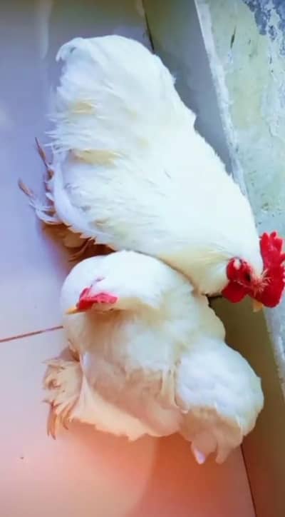 Bantam Pair For Sale
