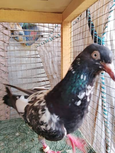 3 bachy 1 male 1 female