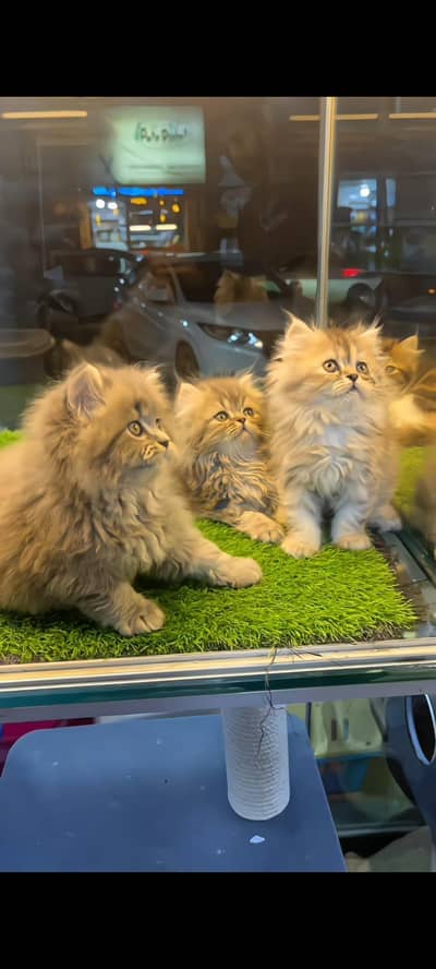 pure Persian cats vaccinated triple coated/WhatsApp 03254583038