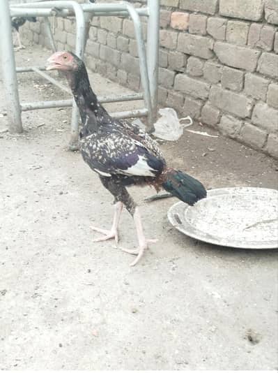 aseel patha mianwali