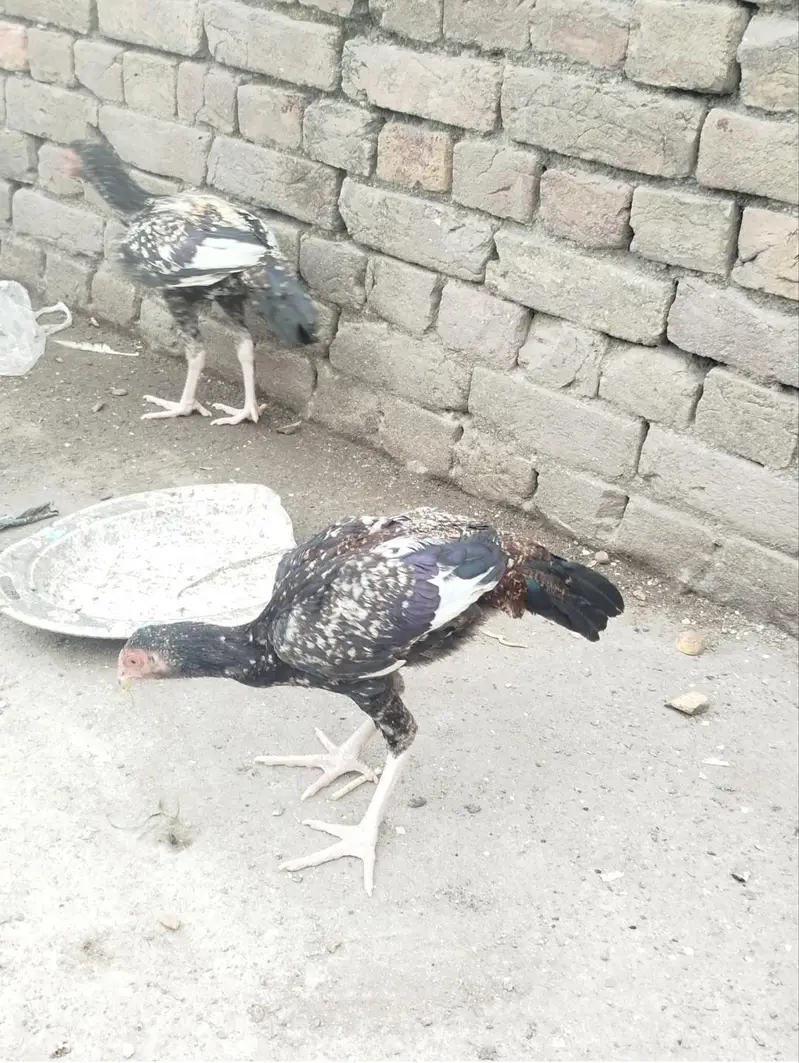 aseel patha mianwali — photo 2