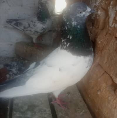 Sialkoti Breeder Male pigeon