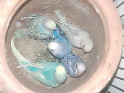 Fellow Parrot Pair for Sale /rambo ka pair for sale