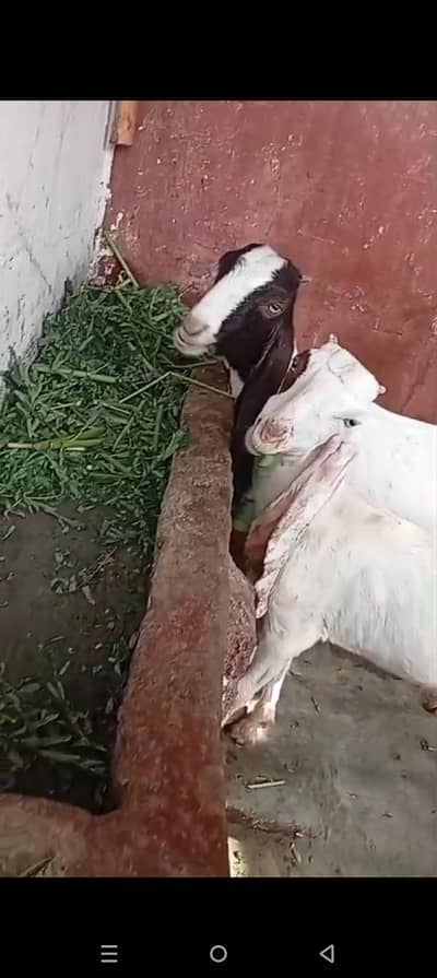 4 dant black wali chhoti wali Pathe 3 month