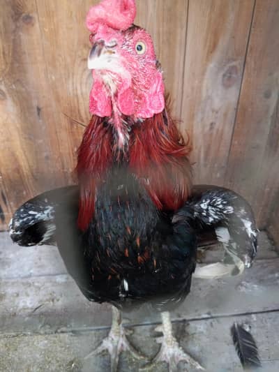 Rooster and chicken