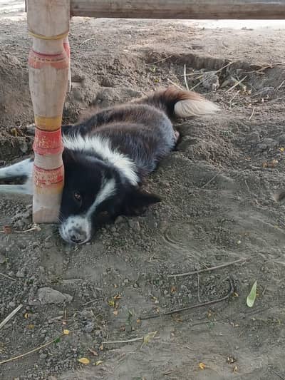 A 2 years home dog